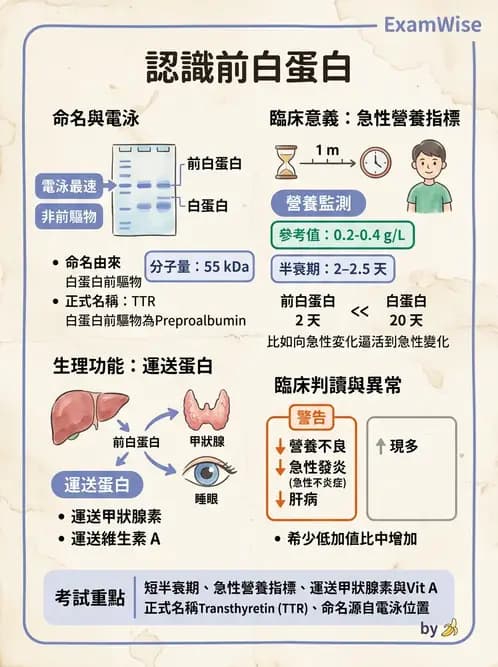 醫檢師 - 血清蛋白與蛋白質檢測 - AI 圖文解析預覽