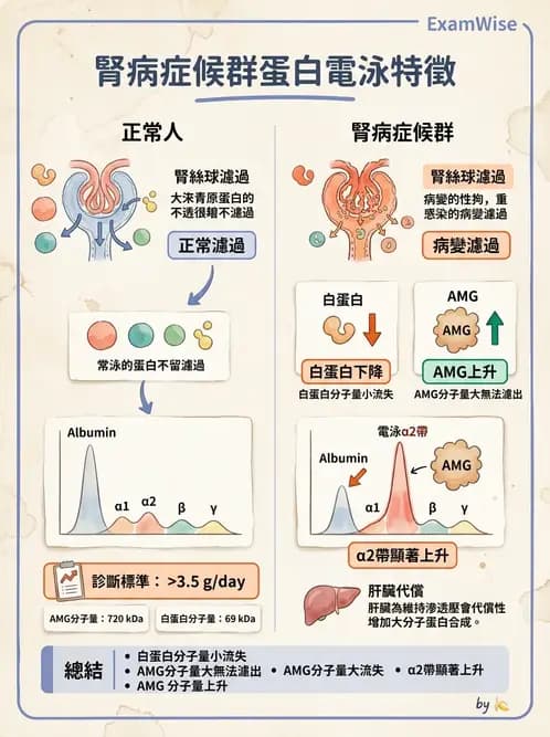 醫檢師 - 血清蛋白與蛋白質檢測 - AI 圖文解析預覽