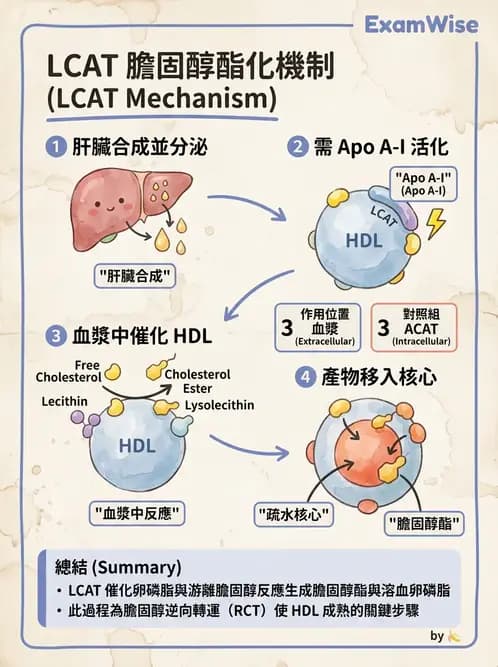 醫檢師 - 脂蛋白分類與臨床應用 - AI 圖文解析預覽