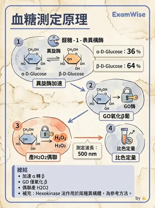 醫檢師 - 醣類代謝與糖尿病 - AI 圖文解析預覽