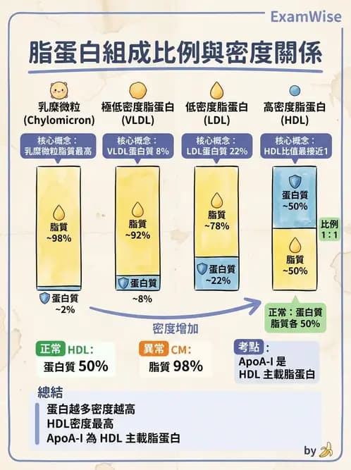 醫檢師 - 脂蛋白分類與臨床應用 - AI 圖文解析預覽