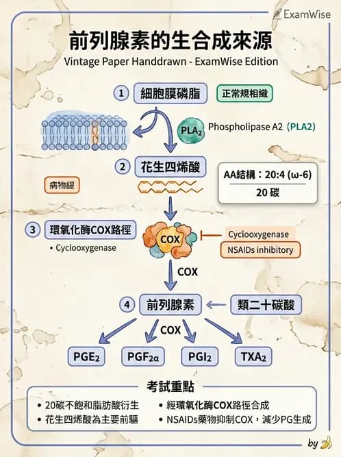 醫檢師 - 脂質代謝與酮體 - AI 圖文解析預覽