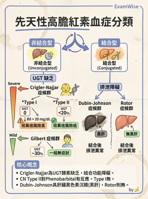 醫檢師 - 肝臟機能與胰臟酵素 - AI 圖文解析預覽