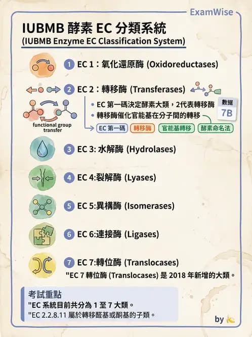 醫檢師 - 臨床酵素學基礎 - AI 圖文解析預覽