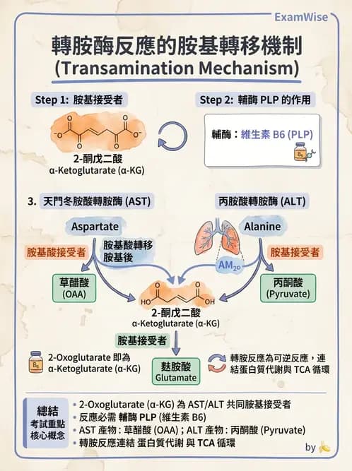 醫檢師 - 肝臟機能與胰臟酵素 - AI 圖文解析預覽