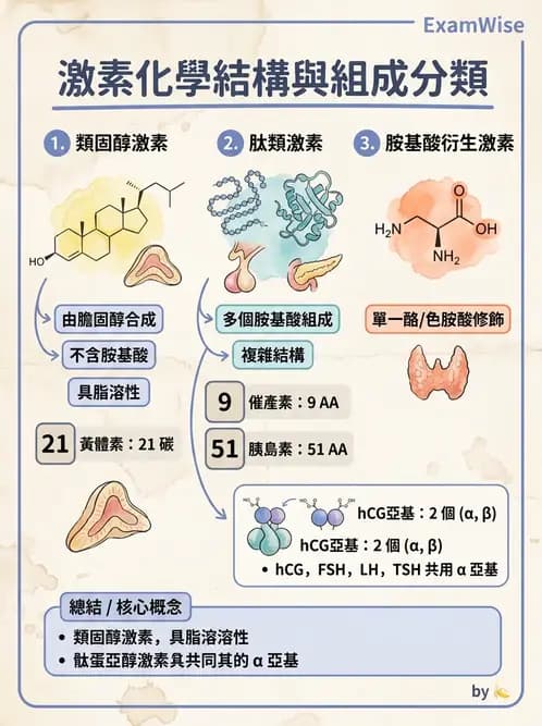 醫檢師 - 腎上腺與生殖內分泌 - AI 圖文解析預覽