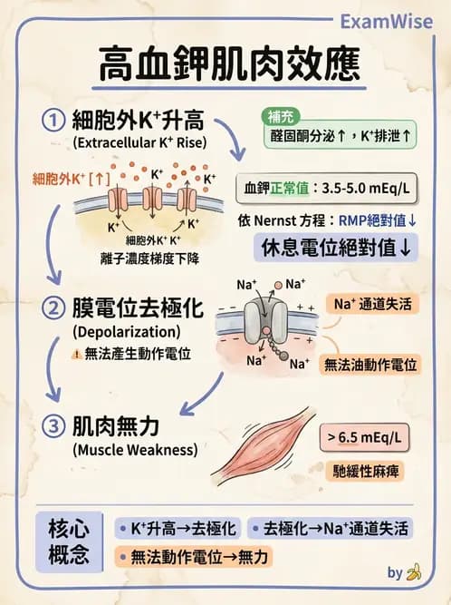 醫檢師 - 電解質與微量元素 - AI 圖文解析預覽