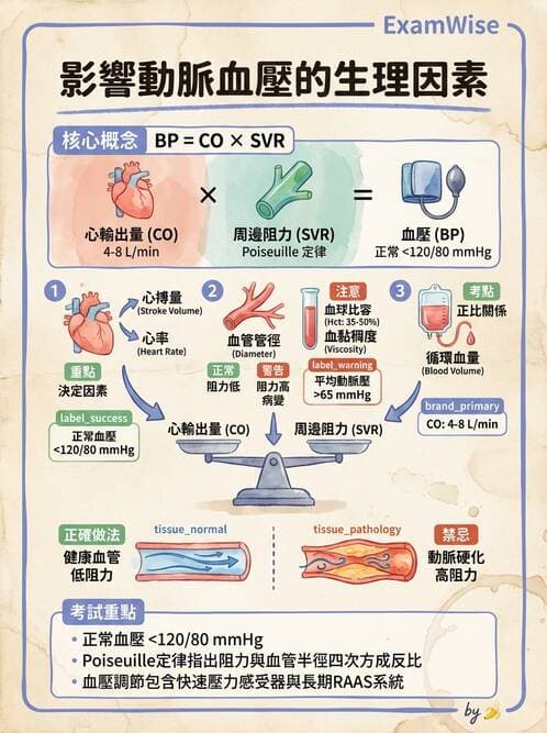 護理師 - 循環評估(脈搏與血壓) - AI 圖文解析預覽