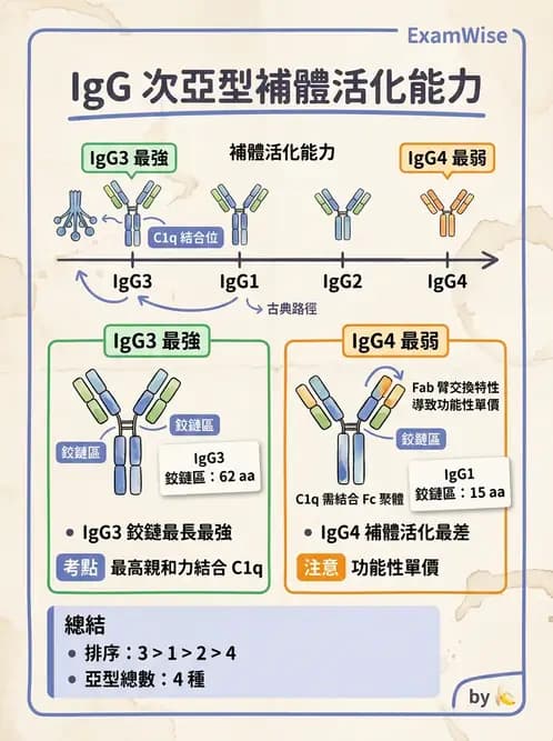 醫檢師 - 免疫球蛋白與抗體 - AI 圖文解析預覽