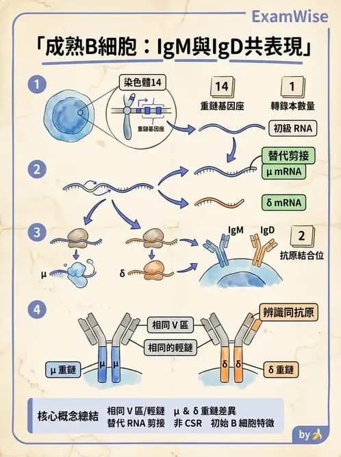 醫檢師 - 免疫球蛋白與抗體 - AI 圖文解析預覽