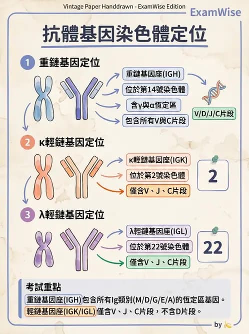 醫檢師 - B細胞發育與抗體生成 - AI 圖文解析預覽