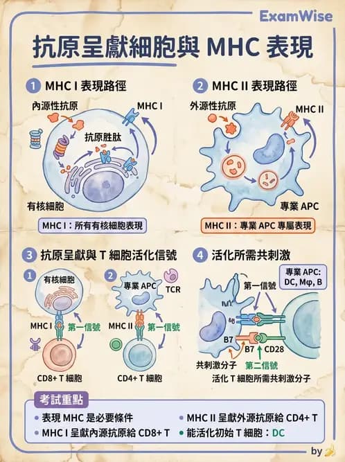 醫檢師 - 細胞激素與抗原呈獻 - AI 圖文解析預覽