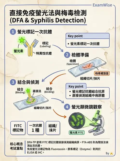 醫檢師 - 實驗室測試免疫法 - AI 圖文解析預覽