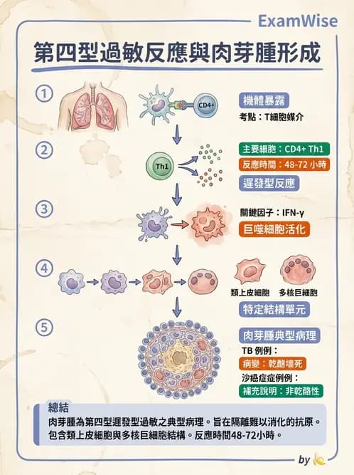 醫檢師 - 過敏反應及測試法 - AI 圖文解析預覽