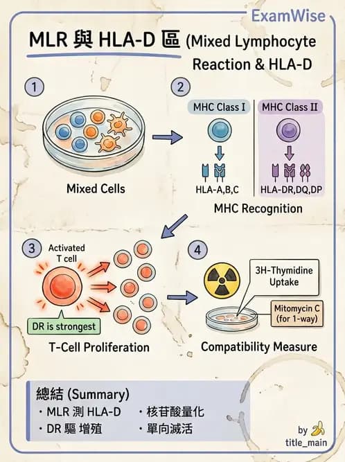 醫檢師 - 組織型與移植免疫學 - AI 圖文解析預覽