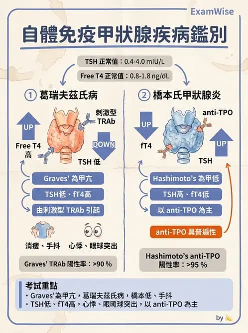醫檢師 - 其他自體免疫疾病與自體抗體檢驗 - AI 圖文解析預覽