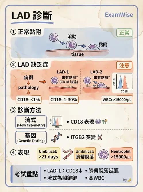醫檢師 - 免疫缺陷 - AI 圖文解析預覽