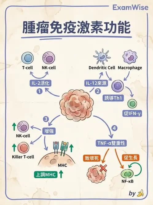 醫檢師 - 腫瘤免疫學免疫療法及疫苗 - AI 圖文解析預覽