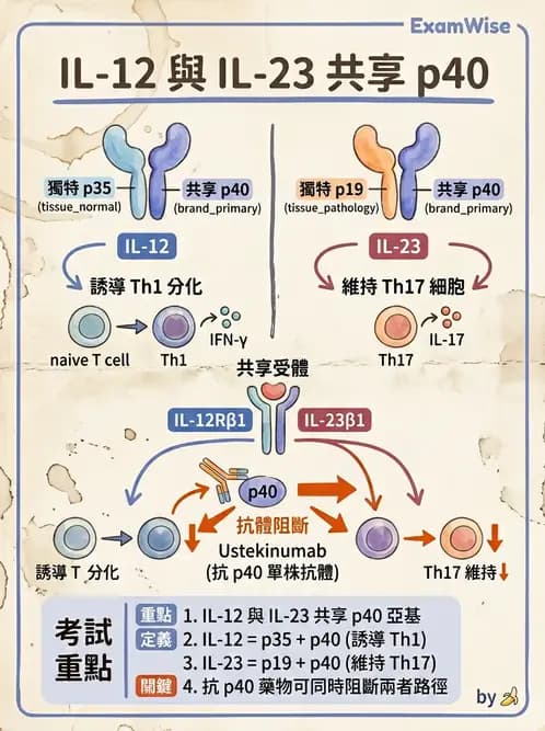 醫檢師 - 細胞激素與抗原呈獻 - AI 圖文解析預覽
