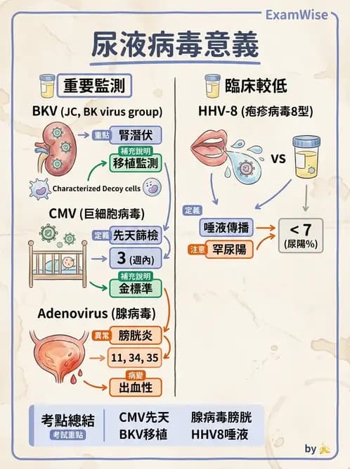醫檢師 - 病毒檢驗技術 - AI 圖文解析預覽
