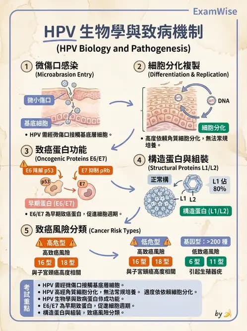 醫檢師 - 人類乳突病毒 - AI 圖文解析預覽