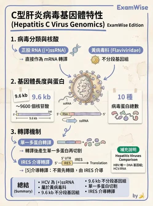 醫檢師 - 黃病毒科與蟲媒病毒 - AI 圖文解析預覽