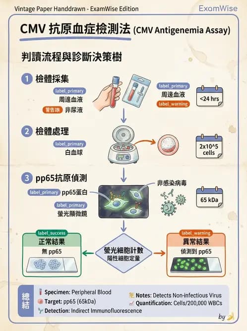 醫檢師 - 疱疹病毒科 - AI 圖文解析預覽