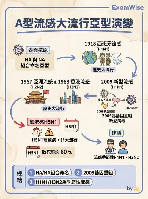 醫檢師 - 正黏液病毒科(流感) - AI 圖文解析預覽