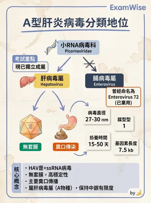 醫檢師 - 小RNA病毒科與腸道病毒 - AI 圖文解析預覽