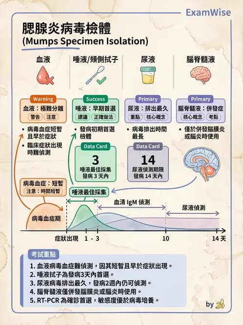 醫檢師 - 副黏液病毒科 - AI 圖文解析預覽