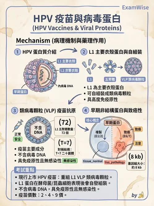 醫檢師 - 人類乳突病毒 - AI 圖文解析預覽