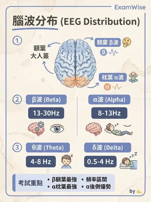 醫檢師 - 腦電圖檢查 - AI 圖文解析預覽