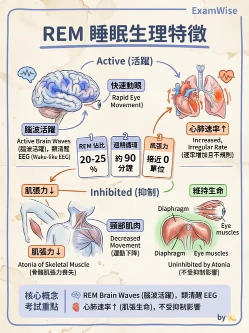 醫檢師 - 神經肌肉與睡眠檢查 - AI 圖文解析預覽