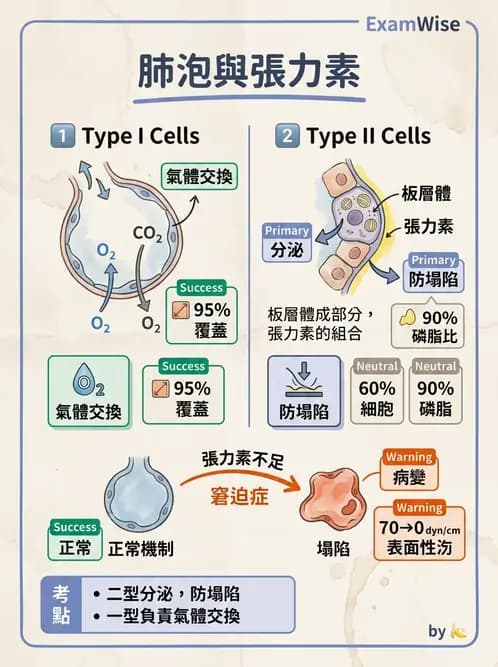 醫檢師 - 肺功能基礎與指標 - AI 圖文解析預覽