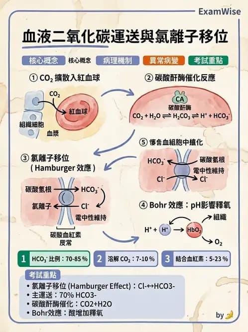 醫檢師 - 肺功能判讀與氣體交換 - AI 圖文解析預覽