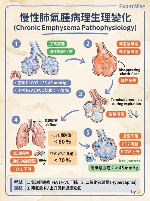 醫檢師 - 肺功能判讀與氣體交換 - AI 圖文解析預覽