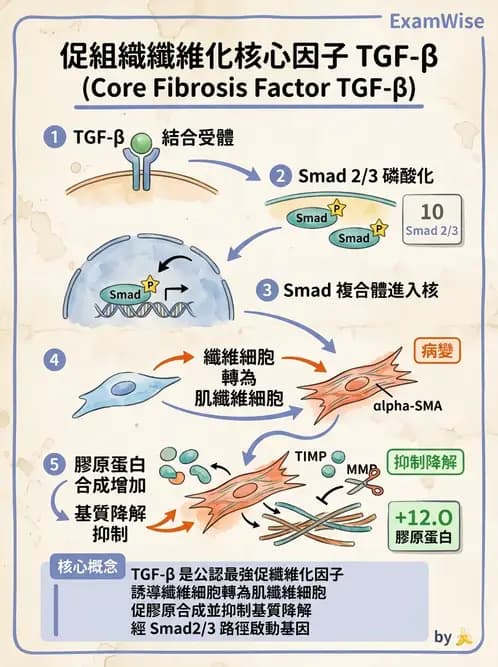 醫檢師 - 細胞傷害、發炎與修復 - AI 圖文解析預覽