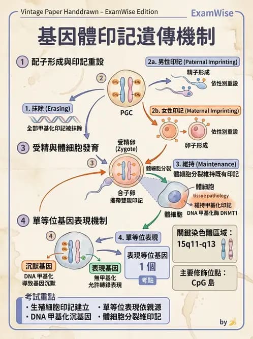 醫檢師 - 遺傳和發育疾病 - AI 圖文解析預覽