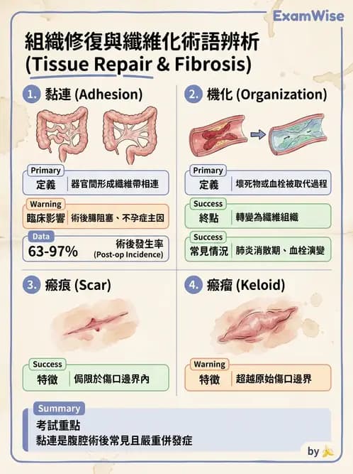 醫檢師 - 細胞傷害、發炎與修復 - AI 圖文解析預覽