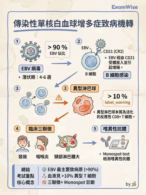 醫檢師 - 感染 - AI 圖文解析預覽