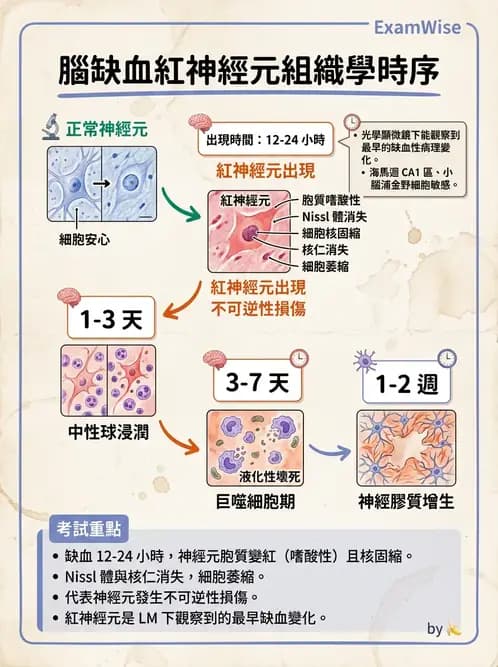 醫檢師 - 神經系統疾病 - AI 圖文解析預覽