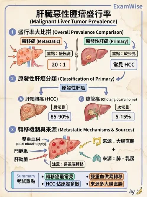 醫檢師 - 消化肝膽疾病 - AI 圖文解析預覽