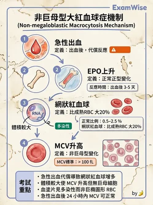 醫檢師 - 紅血球生理與形態 - AI 圖文解析預覽