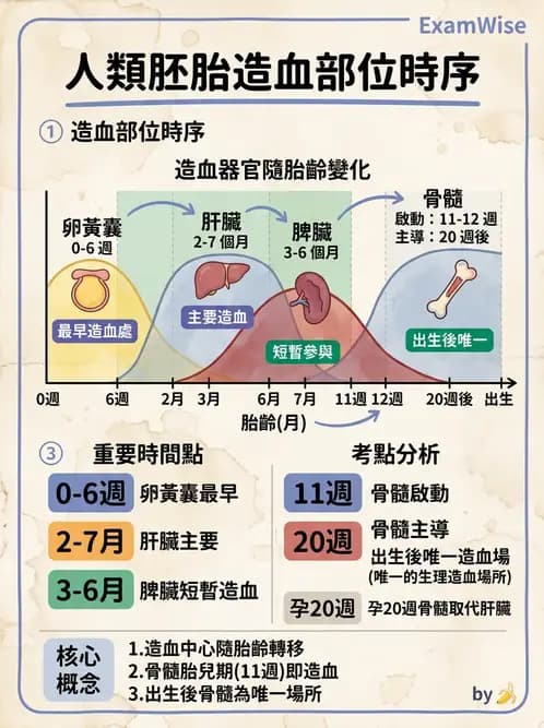 醫檢師 - 紅血球生理與形態 - AI 圖文解析預覽