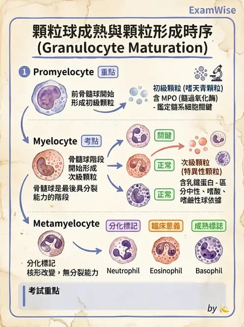 醫檢師 - 白血球生理與形態 - AI 圖文解析預覽