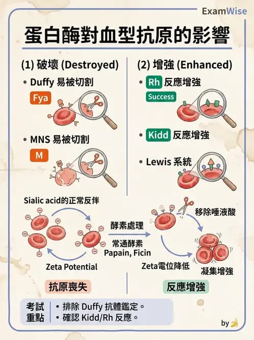 醫檢師 - 紅血球抗原與血型系統 - AI 圖文解析預覽