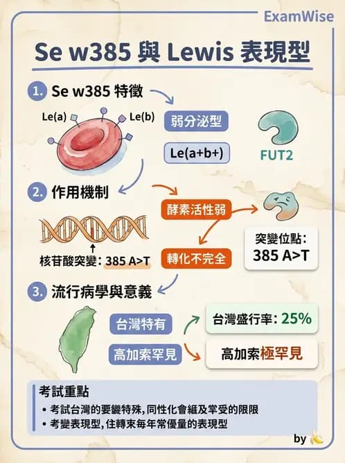 醫檢師 - 紅血球抗原與血型系統 - AI 圖文解析預覽