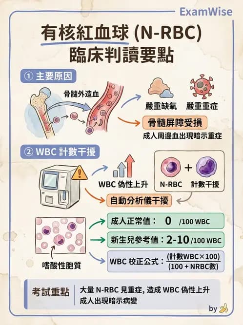 醫檢師 - 紅血球生理與形態 - AI 圖文解析預覽