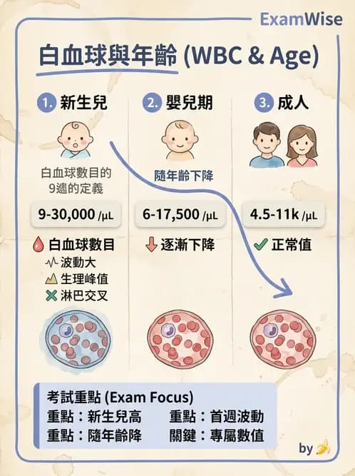 醫檢師 - 白血球生理與形態 - AI 圖文解析預覽