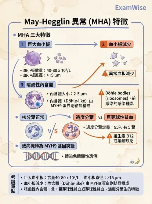 醫檢師 - 淋巴瘤、漿細胞疾病與白血球異常 - AI 圖文解析預覽